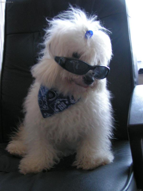 Foto: Bond007-Takhle n� Max�k v�dy bal� fenky