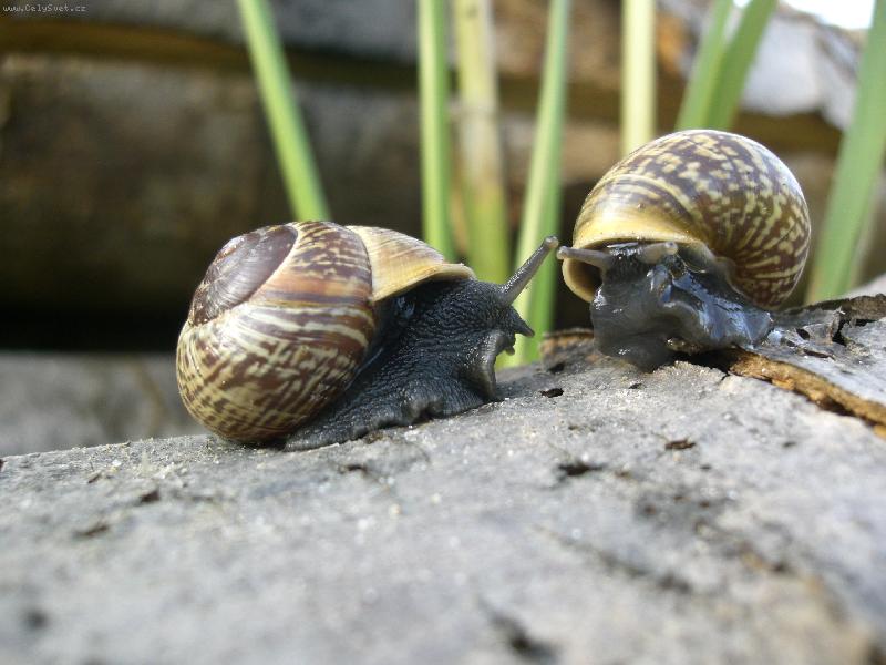 Foto: �ne�� rande