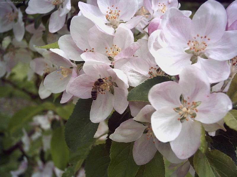 Foto: A� u� je jaro!-piln� v�elka