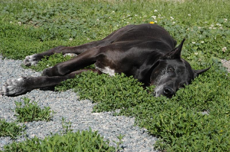 Foto: Nechte m� sp�t ...-Bene�ek - 12tilet� asi dogou�ek :o)