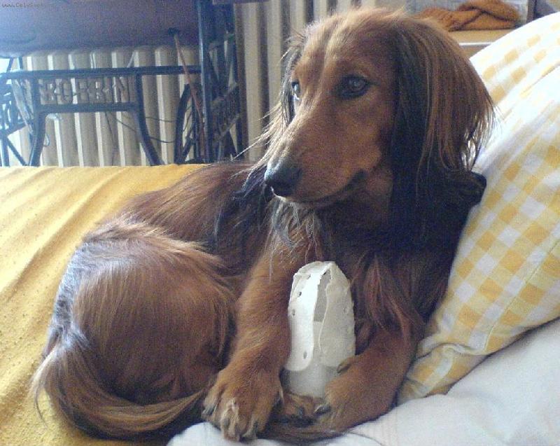 Foto: mazl��ek Ben��ek-m�m r�d pohodl�