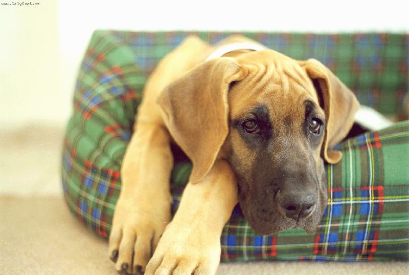 Foto: Vikinka-... n� mal� �ibal v pel�ku