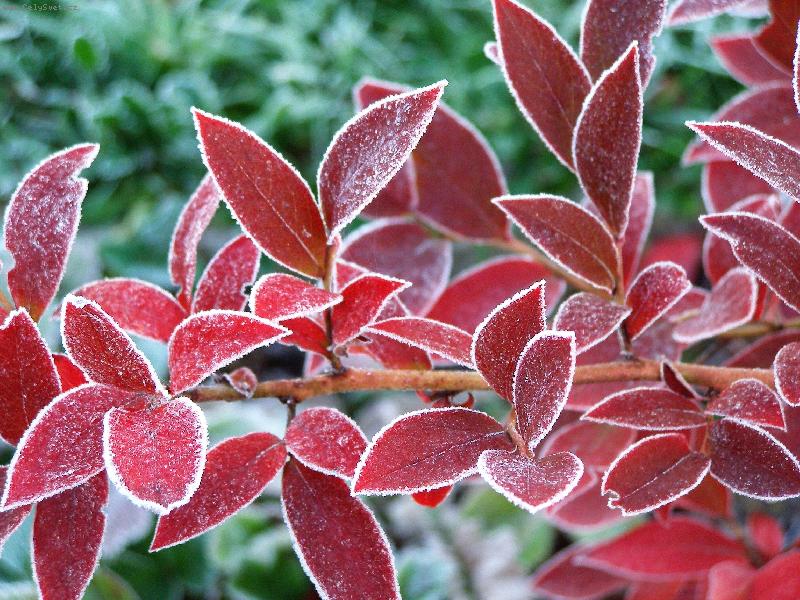 Foto: Prvn� n�mraza na bor�v��