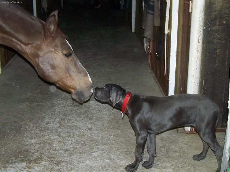 Foto: P��telstv�