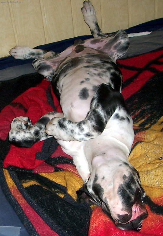 Foto: Takhle spink� Anubis-po cvi��ku