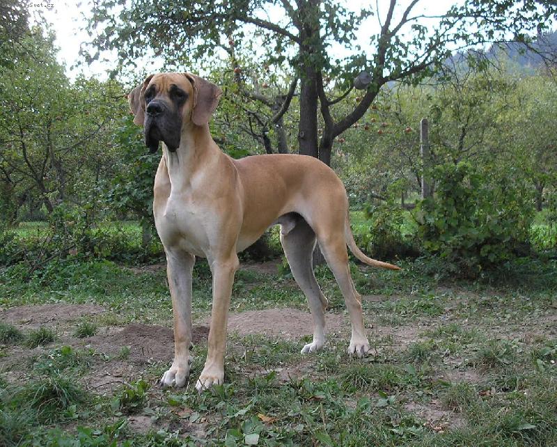 Foto: Ballou - junior-cel�m jm�nem: Art Ballou Haliker Arcondia