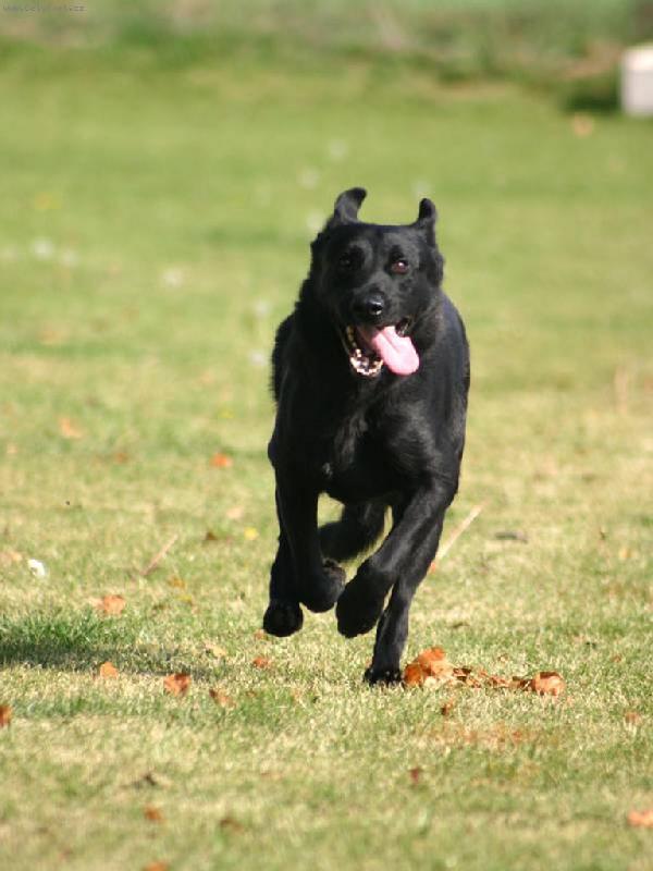 Foto: "v b�hu"-fena ov��ka