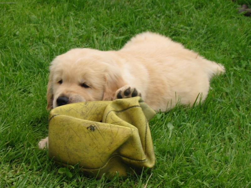 Foto: �t�n� zlat�ho retr�vra-M�am to je dobrota