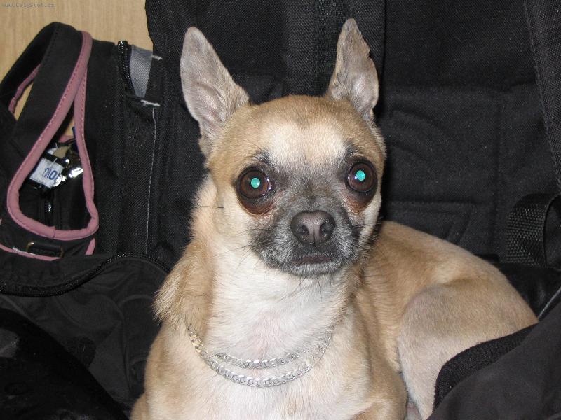 Foto: bizard zlaty javor-tohle je nas bizicek