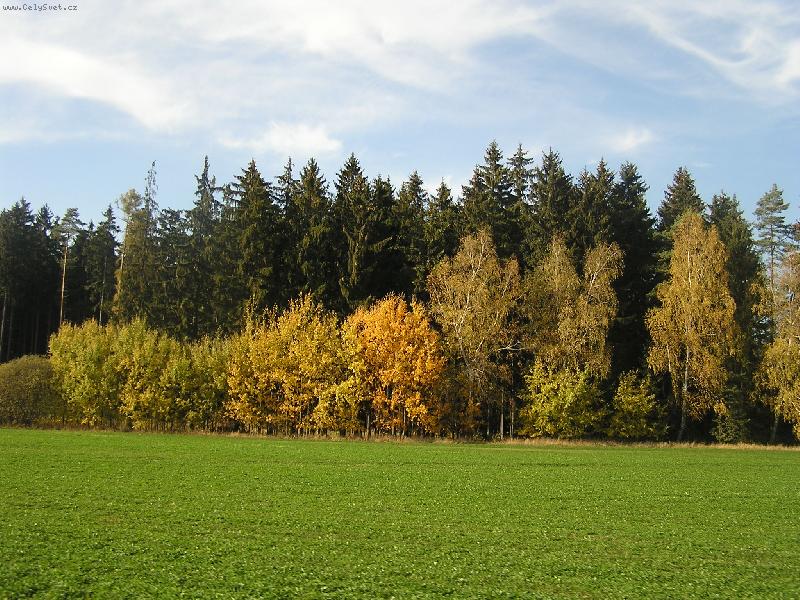 Foto: Barevn� les-Skoro jako duha