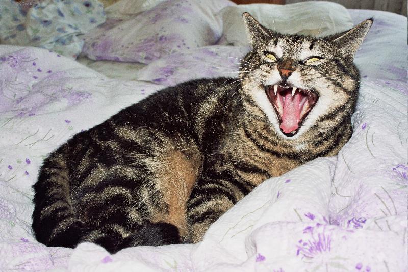 Foto: Bobina-Sm�ju se dob�e?