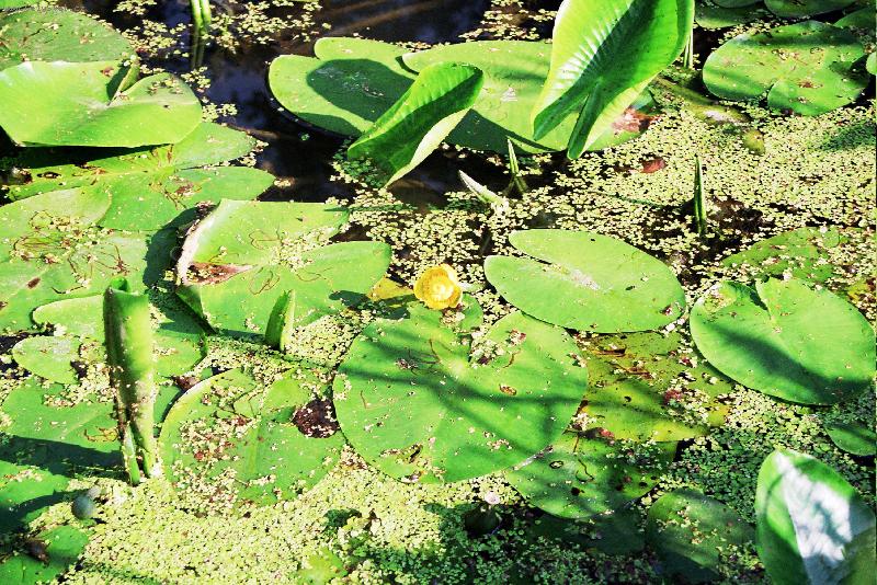 Foto: Vodn� rostliba-Stul�k �lut�