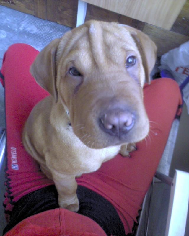 Foto: Sly��ek gum��ek :-)-mim�o roste jako z vody