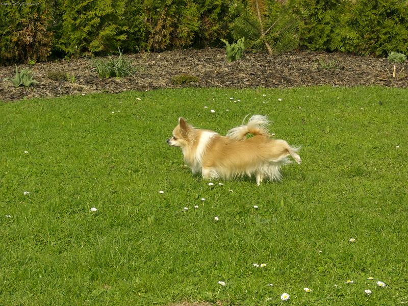 Foto: Amigo n� mil��ek