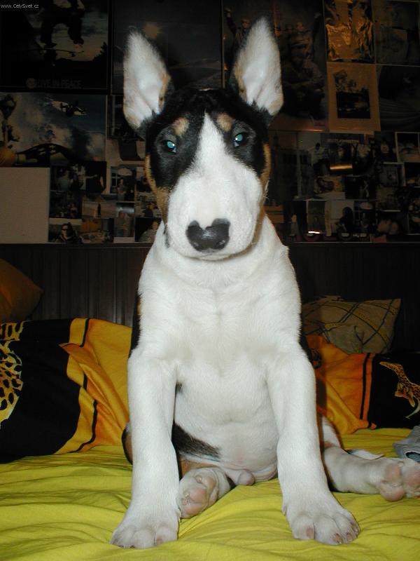 Foto: Marley-Fr�ja Marl�k v pe�in�ch