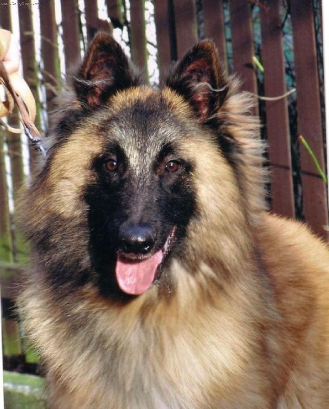 Foto: Belgick� ov��k-Tervueren-Akim