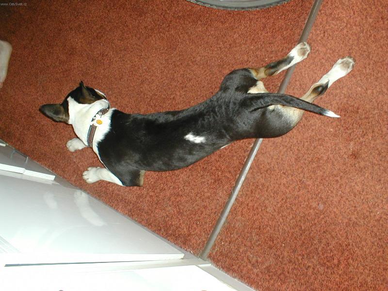 Foto: Marley-tak takhle se protahuju!!!