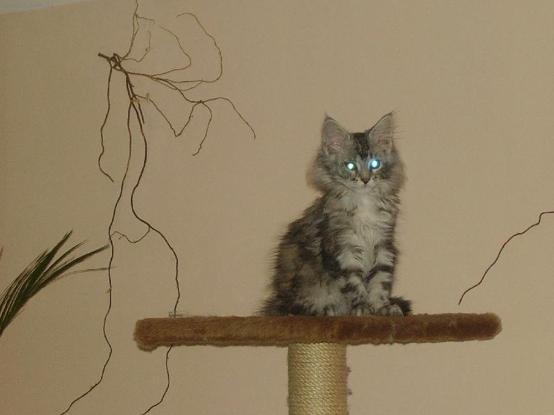 Foto: m�me doma ufo�nku