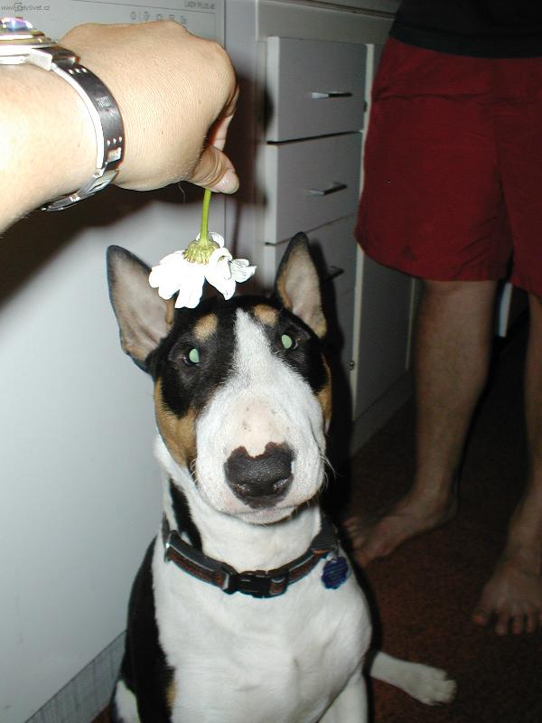 Foto: Marley-hippie pes