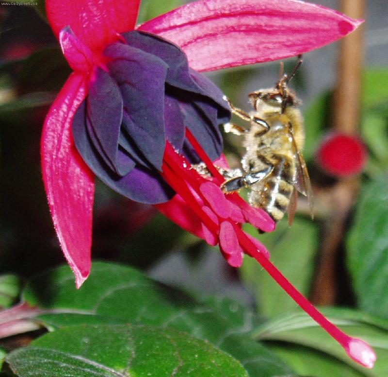 Foto: kv�t fuchsie