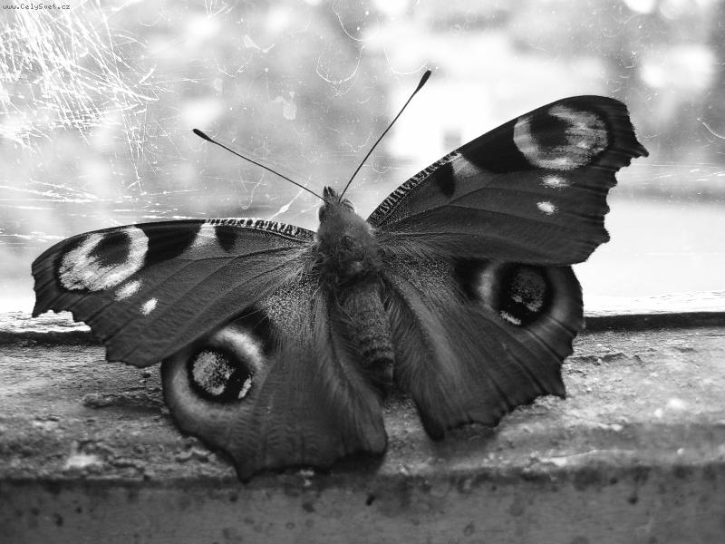 Foto: Mot�lek