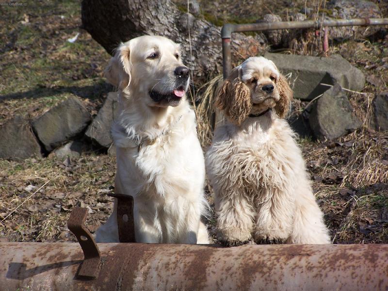 Foto: co se to tam d�je?-golden retriever