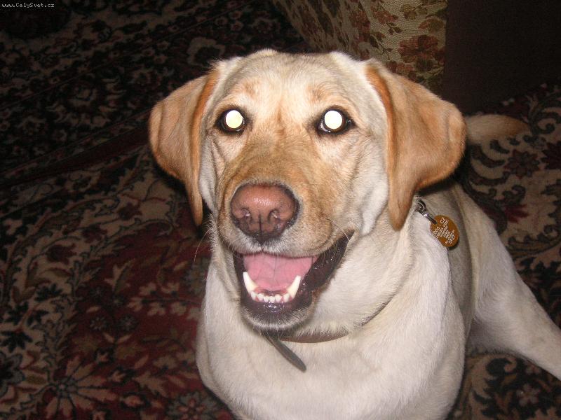 Foto: Bellinky �sm�v-J�� to mi d�???