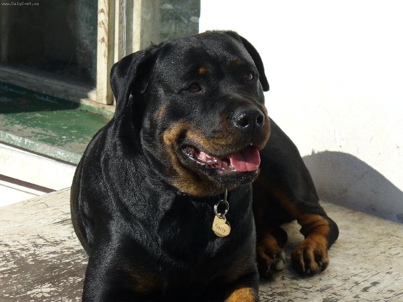 Foto: Nellynka-Tady m�m nejlep�� rozhled na m�j ran�