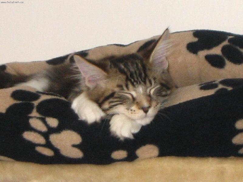 Foto: Mat�sek-Nejhodn�j�� jsem kdy� sp�m