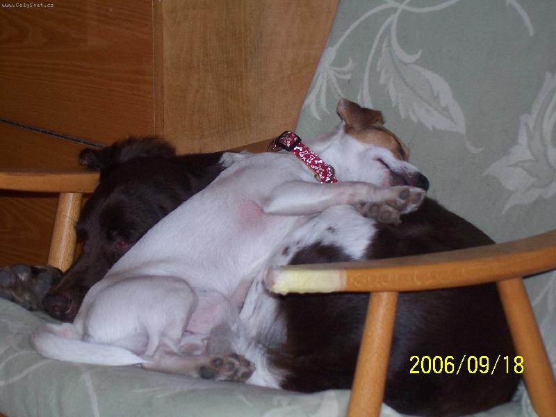 Foto: odpoledn� siesta-Jack Russell a Mal� m�nsterland