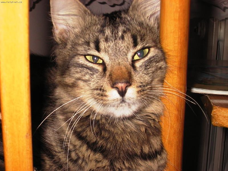 Foto: Bessie-..a te� v�n�..