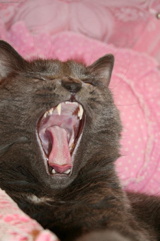 Foto: Vojt�ek...-M�m �ist� zuby?