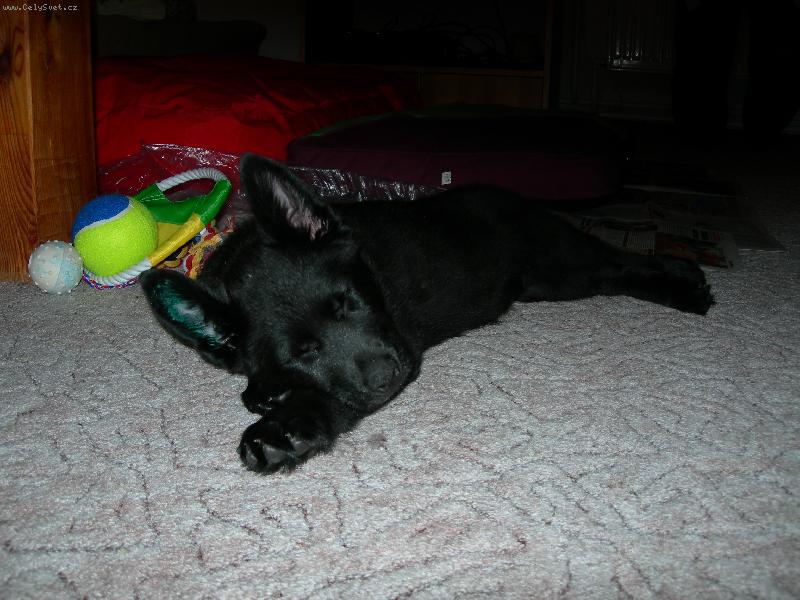 Foto: And�lek-Nech�v�m si zd�t o tom, jak v�em jednou vyt�u zrak :)