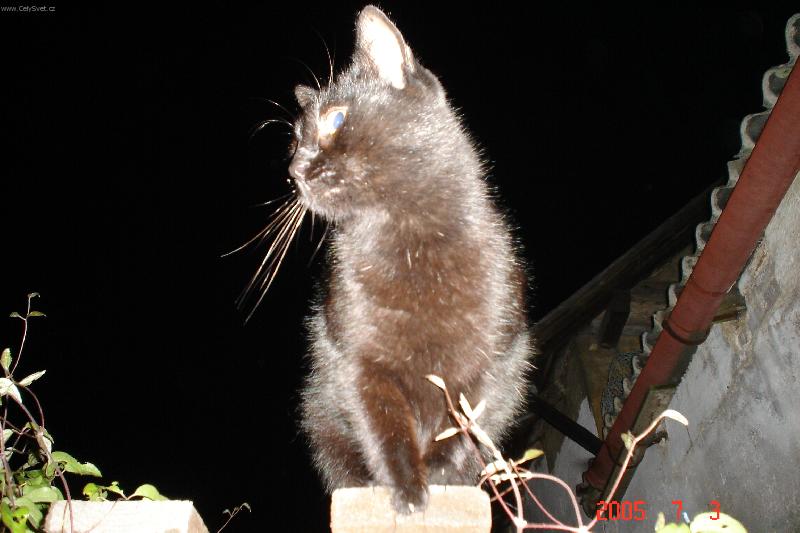 Foto: kocour Charlie-ten sv�t je ale kr�sn�....