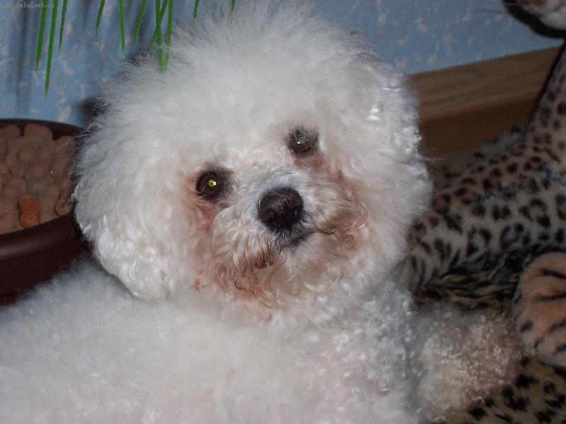 Foto: Bi�onek Amynka-Nejkr�sn�j�� pohled na sv�t�