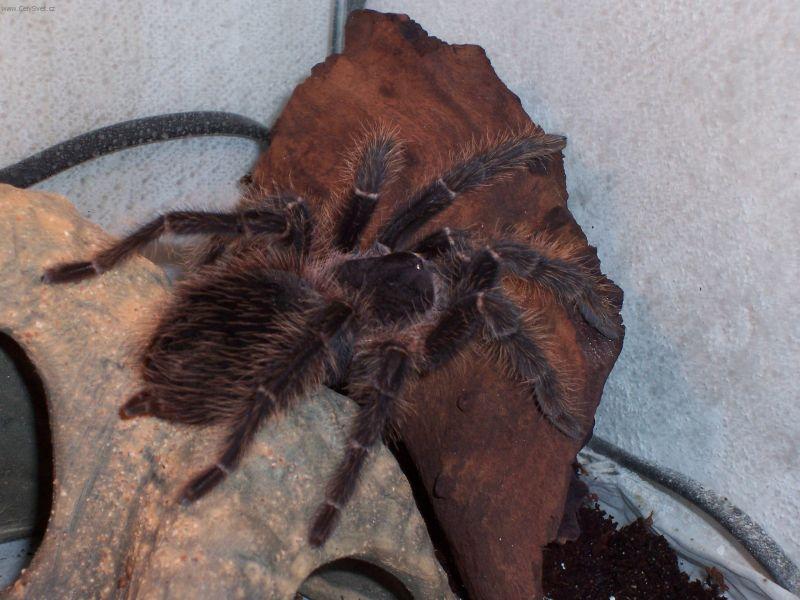 Foto: M�j mazl��ek Jul�a-Poledn� siesta