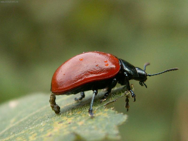 Foto: Chycena p�i �inu:)-Mandelinka topolov� konaj�c� pot�ebu...:)