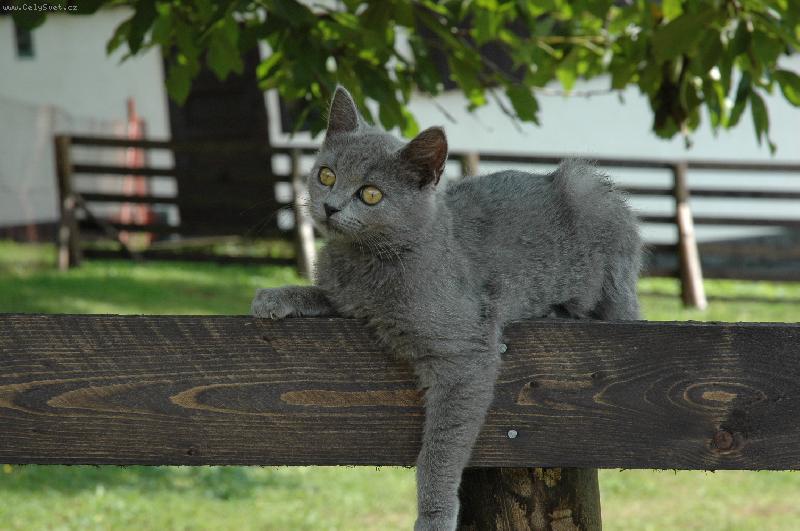 Foto: Fe�anda-P�zuj�c� ko�i�ka