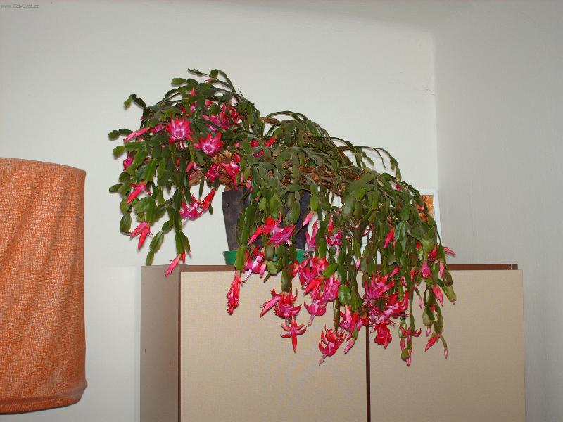 Foto: V�no�n� kaktus-venku zima...ale on ka�d� rok spolehliv� vykvete