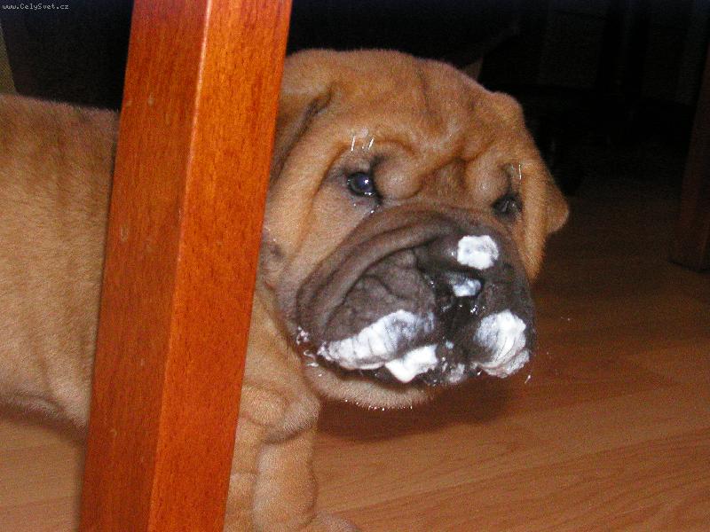 Foto: "P�eci mi tu dobrotu nechce� ut��t!"-Jedno z na�ich �t��at po konzumaci tvarohu.