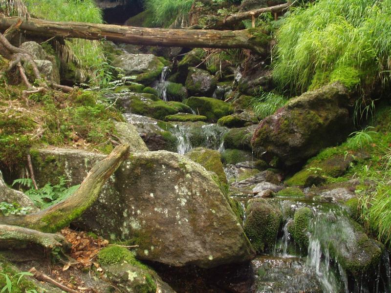 Foto: Lesn� ���ka