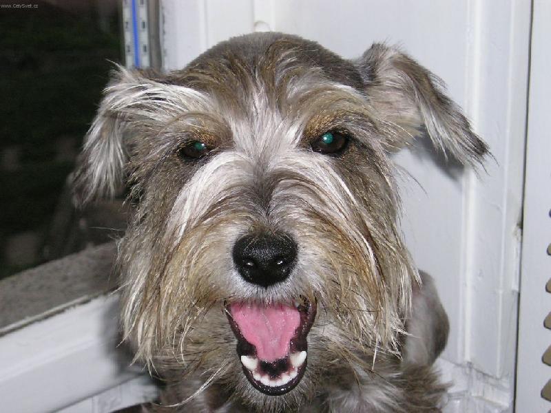 Foto: Usm�vav� portr�t-Na�e Bonie