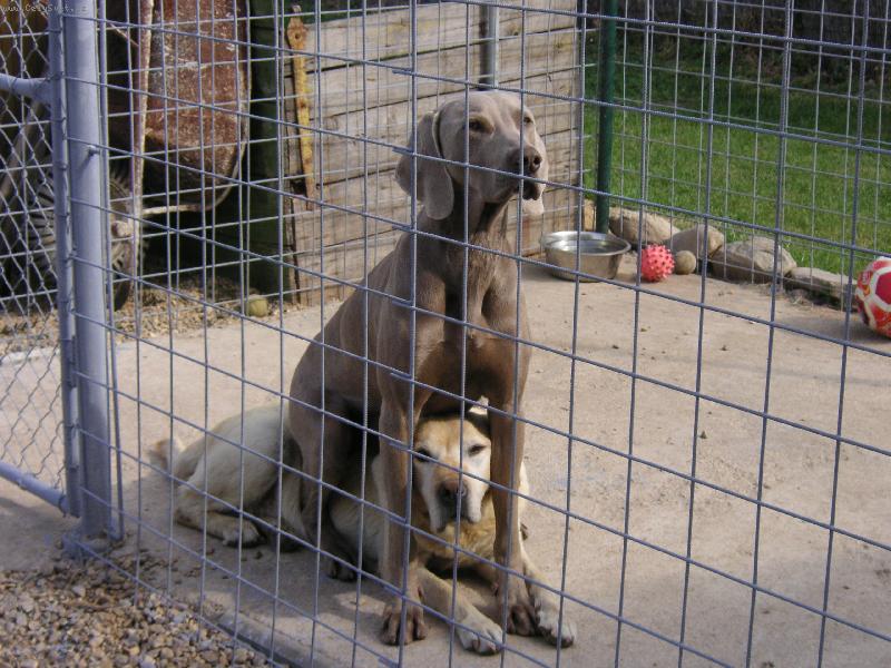 Foto: Nen� nad pohodl�-Ps� kamar�di