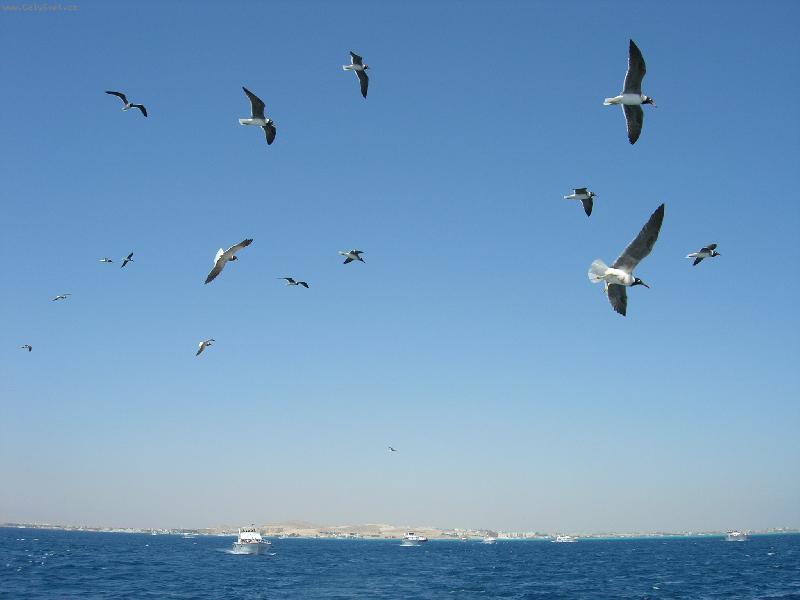 Foto: Na v�let� lod�.-Pt�ci