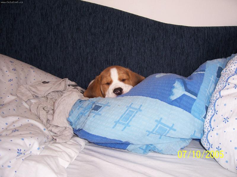 Foto: Sladk� sny str��ku Fido