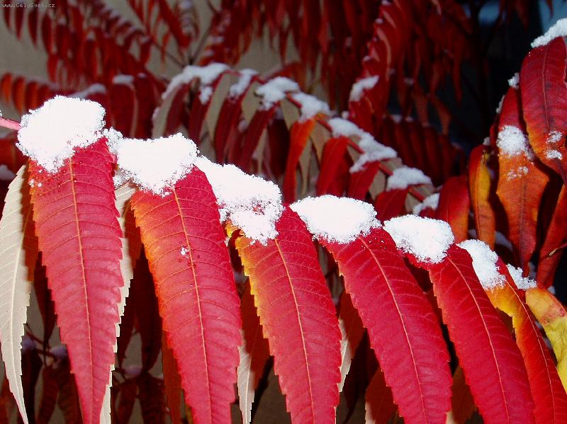 Foto: Zima p�ich�z�