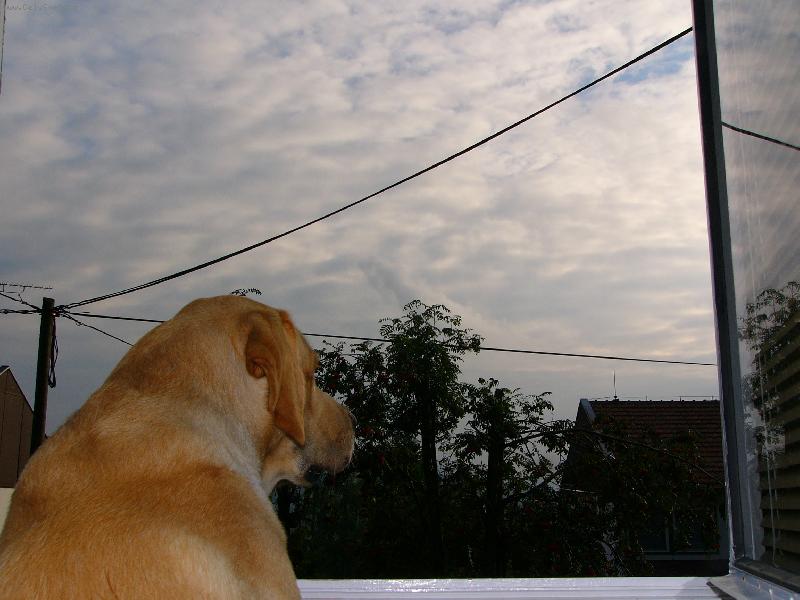 Foto: Tak m�m j�t ven, nebo nem�m-Iggy se kouk� z okna, zda nebude pr�et