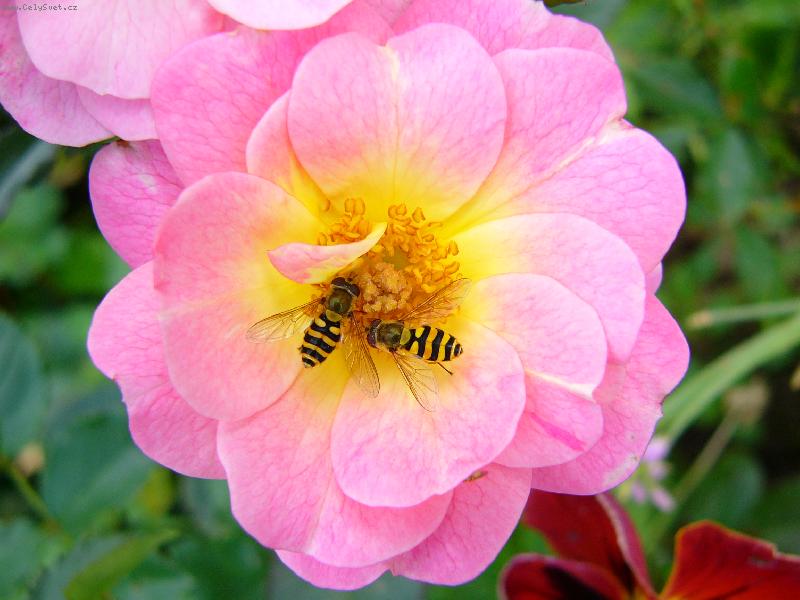 Foto: odpoledn� siesta