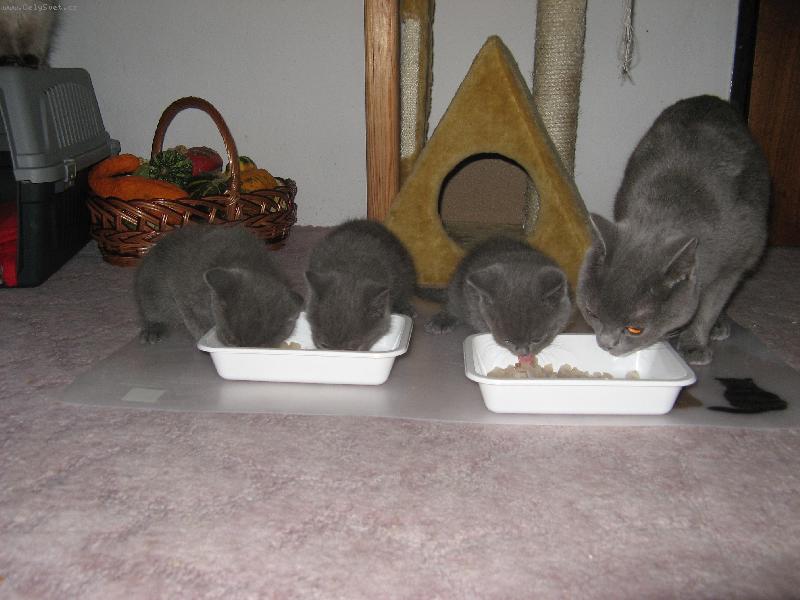 Foto: dejte n�m najezt-jak n�m chutn� fil�