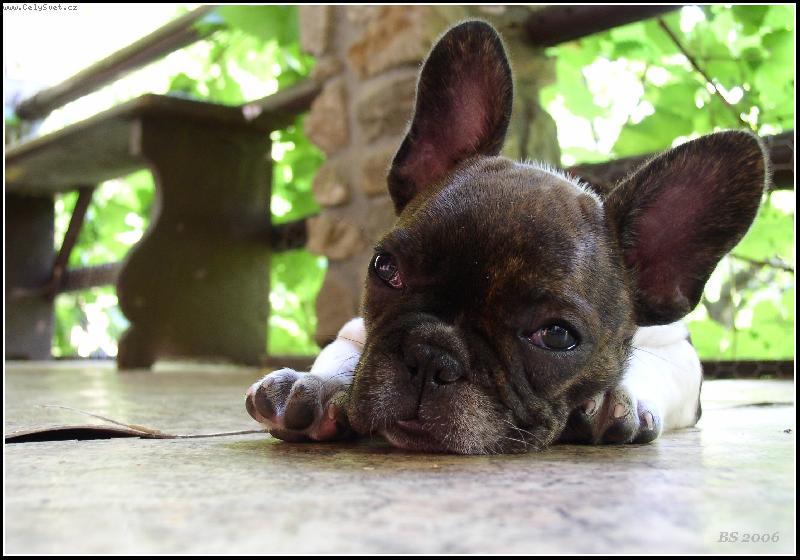 Foto: Ne��astn� zamilovan�